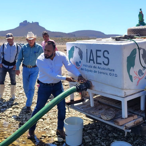 Impulsan repoblamiento acuícola con siembra de tilapia en El Mocúzarit